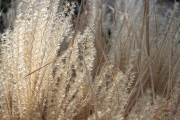 Bush dry grass