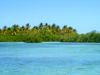 Mangroves forests, palmtree, mangroves in the Caribbean, Dominican Republic