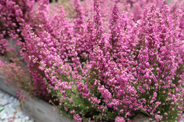 Pink Erica gracilis flowering plant family Ericaceae in the garden shop. - obrazy, fototapety, plakaty