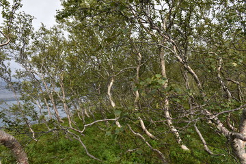 Nesna, Bratland, Fjord, Sjona, Norwegen, Nordland, Fv17, Fv 17, Küstenstraße, Kystriksveien,...