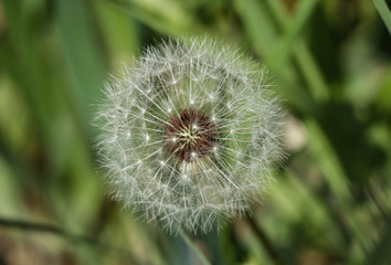 close up on dandelion puff flower or tampopo in japanese which has happiness or wish meaning.