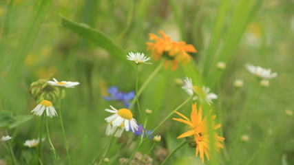 wild flowers in the garden