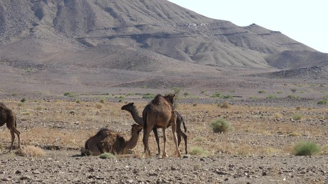 Herd of dromedary camels in the sahara desert at Nkob, Morocco