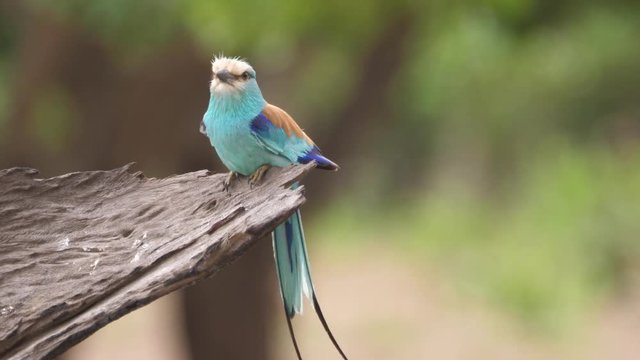 Lilac-breasted roller on a tree in The Gambia, Africa