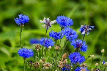 blue flowers in a field