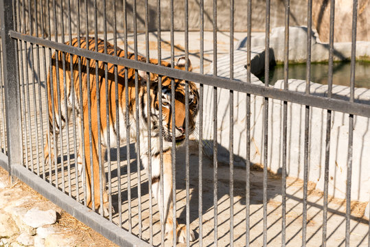 Tiger in captivity in a zoo behind bars. Power and aggression in the cage.