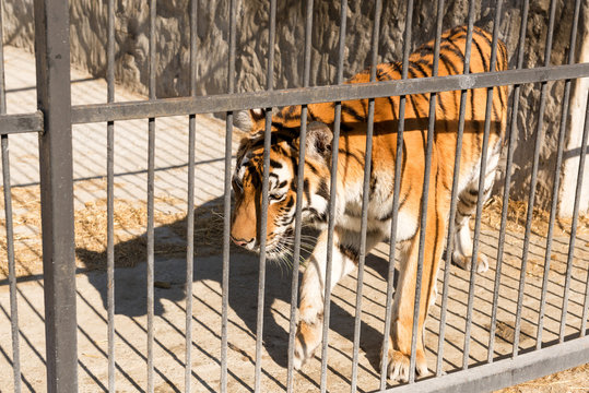 Tiger in captivity in a zoo behind bars. Power and aggression in the cage.