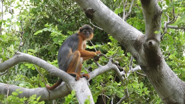 Western red colobus monkey in a tree in the Gambia Africa