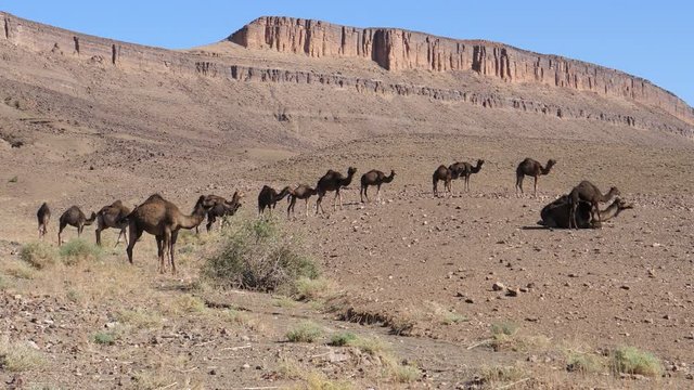 Big herd of dromedary camel families in the sahara desert at Nkob, Morocco