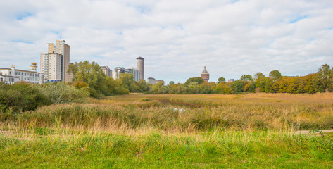 Skyline along a field with reed and water in sunlight at fall