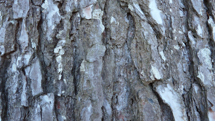 pine tree bark texture