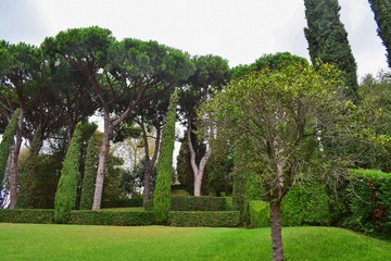 Beautiful landscaped Park with green grass and slender trees.