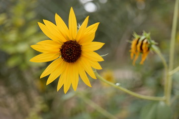 sunflower in field