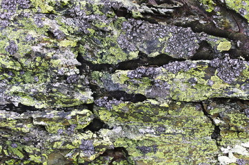 Moss on a rock