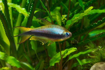 Emperor tetra or Nematobrycon palmeri in planted tropical fresh water aquarium - 229802821