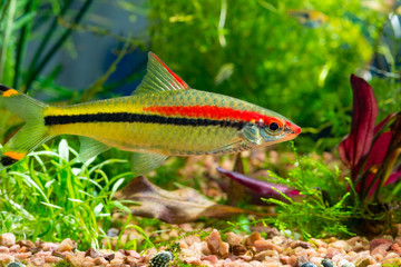 Obraz premium Freshwater fish Denison's Barb or Puntius denisonii in planted tropical aquarium