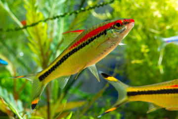 Freshwater fish Denison's Barb or Puntius denisonii in planted tropical aquarium