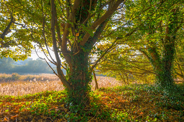 Naklejka na ściany i meble Trees along a field in sunlight at fall