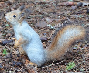 squirrel
