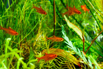 Group of Ember Tetras or Hyphessobrycon amandae in planted tropical fresh water aquarium