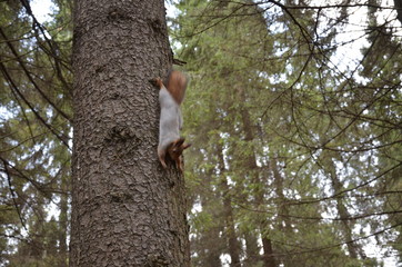 squirrel