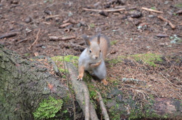 squirrel