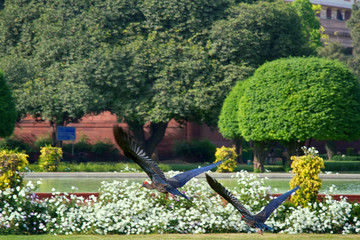 Black ibis live right in the center of Delhi