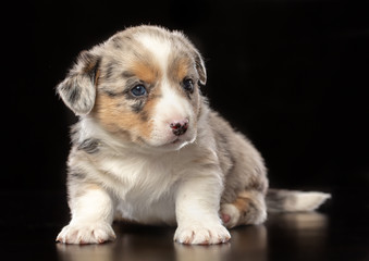 Welsh corgi puppy Dog  Isolated  on Black Background in studio