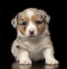 Welsh corgi puppy Dog  Isolated  on Black Background in studio