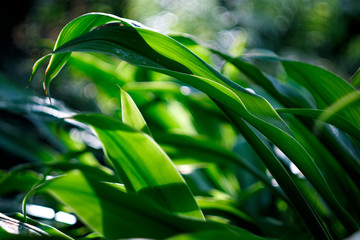 Green leaf, grass, sunny day