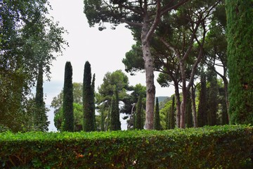 Beautiful landscaped Park with green grass and slender trees.