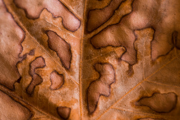 Abstract leaf veins. Brown autumn leave close up. texture old leaf. Beautiful bright colorful autumn leaf . Macro photography