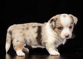 Welsh corgi puppy Dog  Isolated  on Black Background in studio