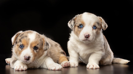 Welsh corgi puppy Dog  Isolated  on Black Background in studio