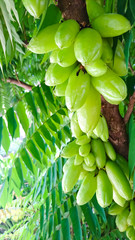 Group of Taling pling or Bilimbi or Averhoa bilimbi Linn or sour fruits are still on the brown stick. It is very sour and has green colour