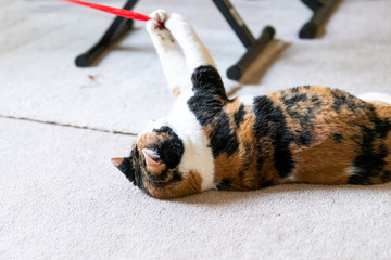 Closeup of calico cat, lying on back, playing with red stripe toy in living room, house, home on carpet floor, biting, catching with paws above