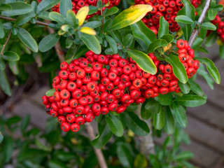 Arbuste, le Buisson ardent (Pyracantha coccinea) aux rameaux épineux aux petits fruits de couleur rouge écarlate 'Red column'