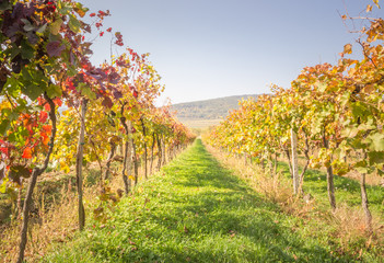 Fototapeta premium Vineyard in Carpathian mountains not far from Bratislava. Pezinok. Slovakia