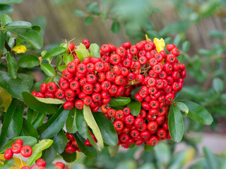 Arbuste, le Buisson ardent (Pyracantha coccinea) aux rameaux épineux aux petits fruits de couleur rouge écarlate 'Red column'