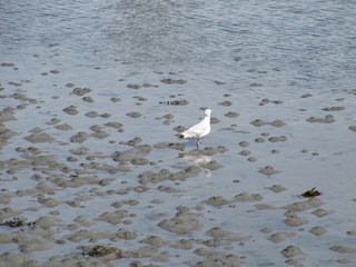 Seagull looking for food during a low tide
