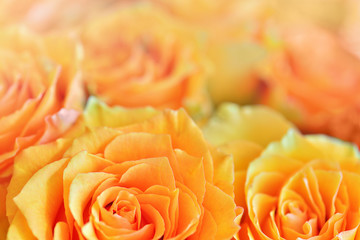 Bouquet with Orange Roses with soft blurry defocused background. Wedding flowers. Beautiful close-up of orange roses on a white background. Wedding roses as a background