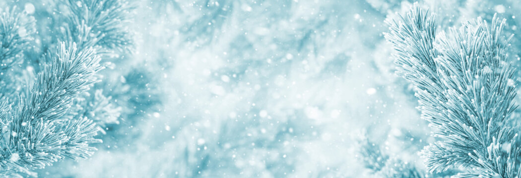 Winter bright background with snowy pine branches