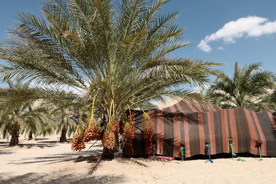 Palm date tree and traditional camp in Biskra