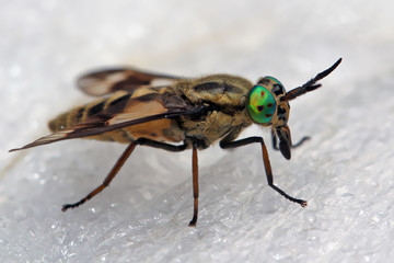 Horsefly  is a predator, actively attacking humans and animals.
