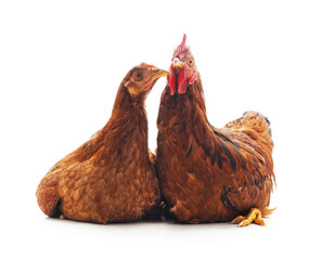 Hen and cock.