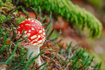 Fly agaric at the forest, closeup. Nobody