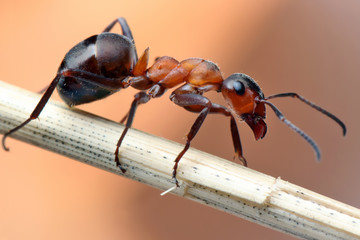 Ant sitting on a stalk of grass.