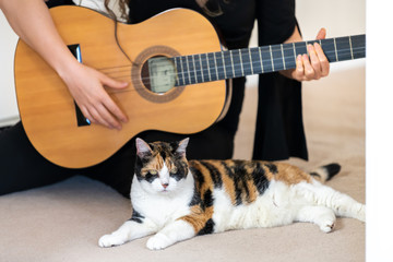 Female, woman owner, person sitting on carpet floor, playing with hand, fingers on strings, calico cat in front, looking musical instrument guitar, curious in home, house room studio