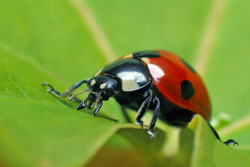 Fototapeta premium Ladybug on leaf grass. 