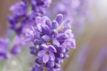 Lavender macro